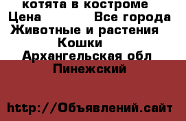 котята в костроме › Цена ­ 2 000 - Все города Животные и растения » Кошки   . Архангельская обл.,Пинежский 